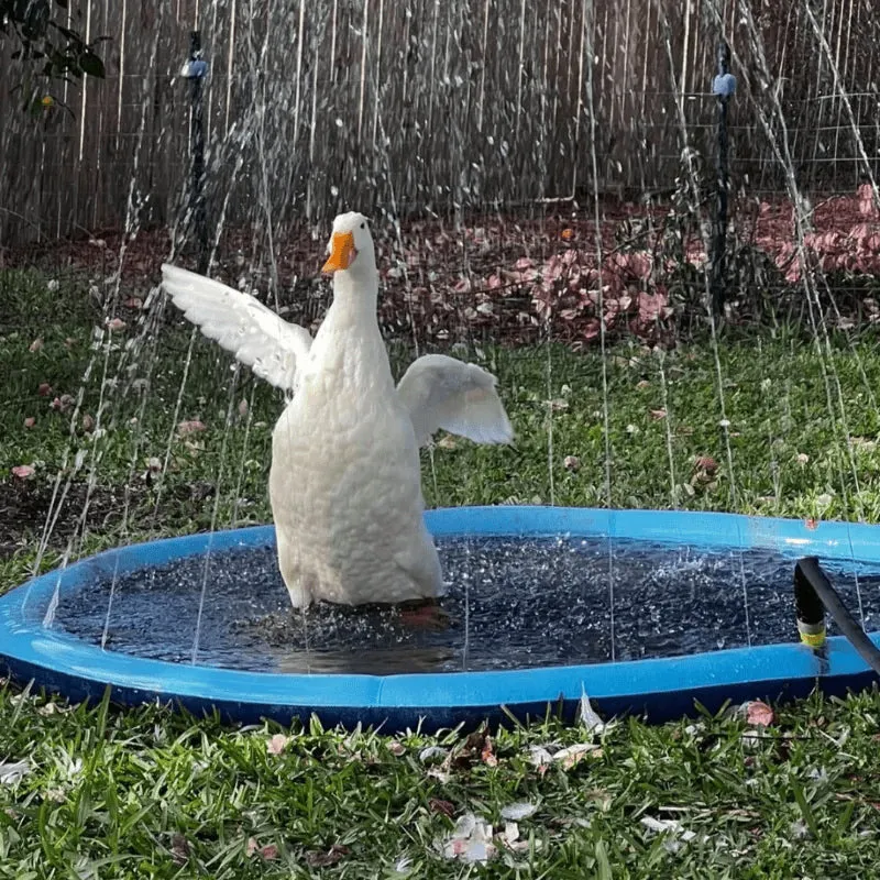 Pet Summer Sprinkler Pad