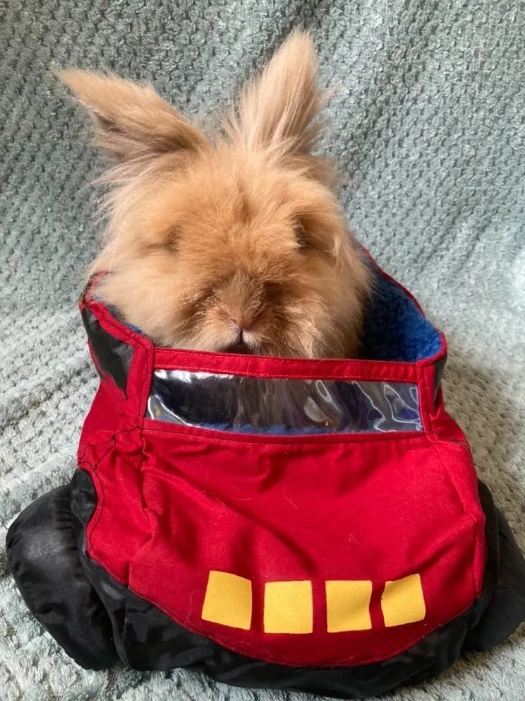 Snuggle Car Bed