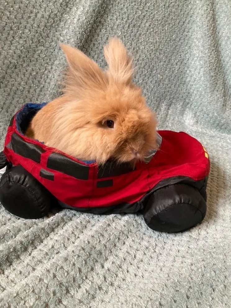 Snuggle Car Bed